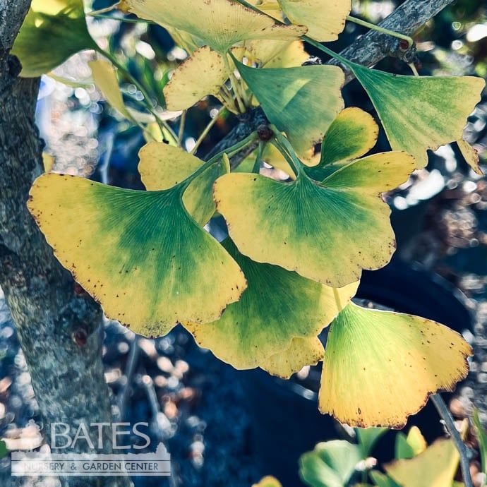 #30 Ginkgo bil Gold Spire/ Columnar Maidenhair Tree (Male)