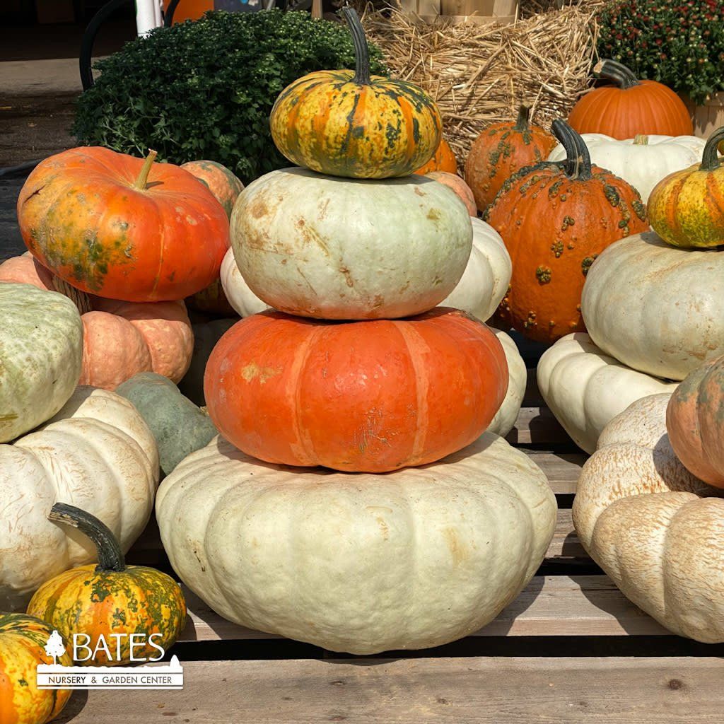 Halloween Pumpkin/Stackable/Warty/Fairytale  Medium  7.99