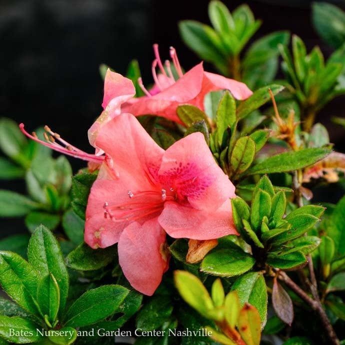 #3 Azalea x Encore Autumn Coral/ Repeat Dwarf