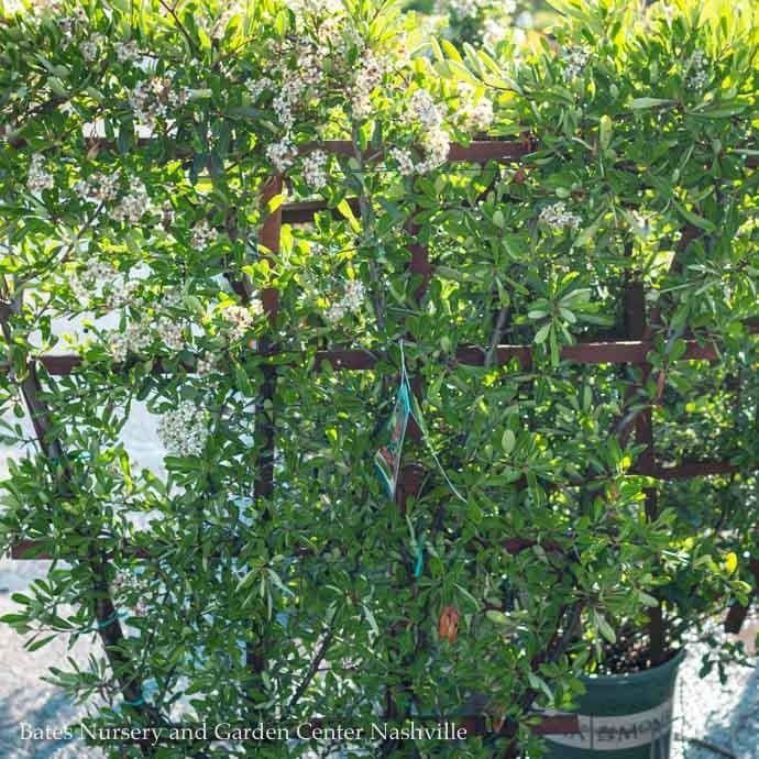 Topiary Espalier #5 Pyracantha aug Yukon Belle/ Firethorn