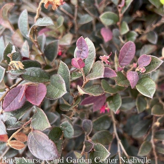 #3 Loropetalum chin SL Purple Daydream/ Dwarf Fringeflower No Warranty