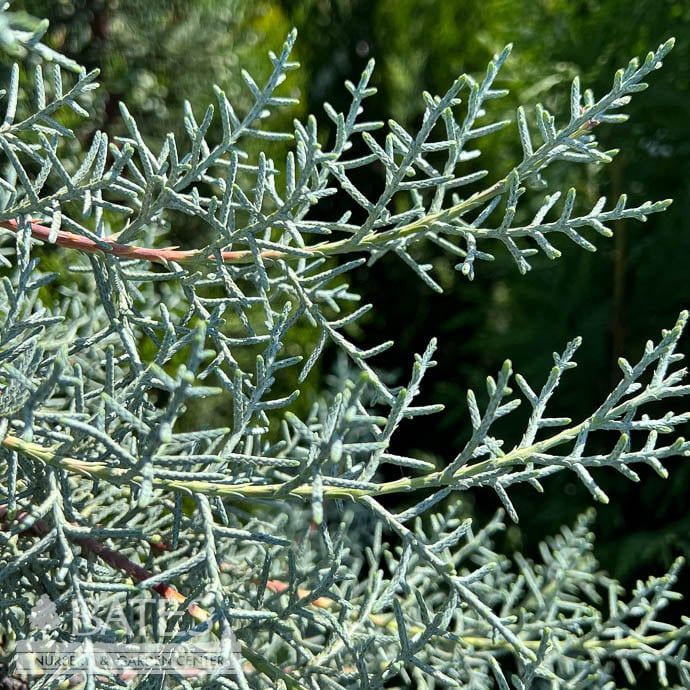 #7 Cupressus arizonica Blue Ice/ Blue Arizona Cypress