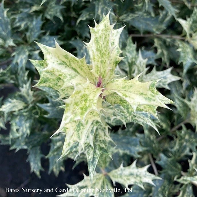 #2 Osmanthus heter Goshiki/ Variegated False Holly