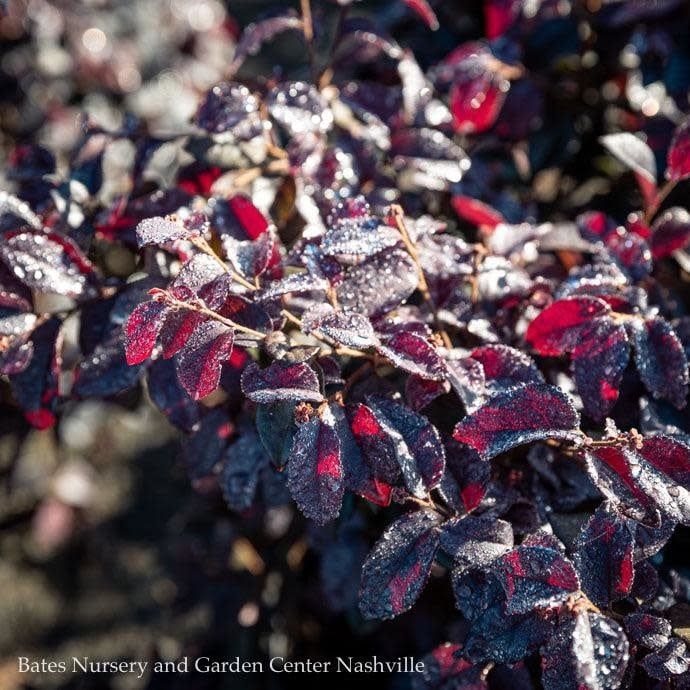 #3 Loropetalum chin Red Diamond/Fringeflower - No Warranty
