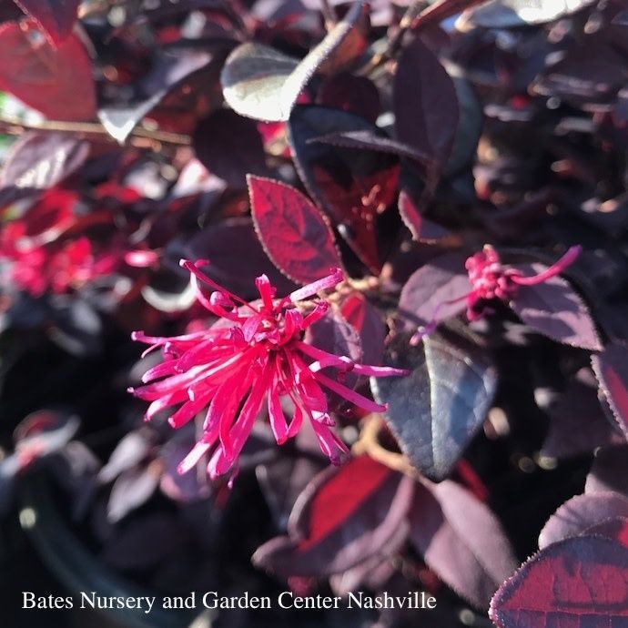 #3 Loropetalum chin Red Diamond/Fringeflower - No Warranty
