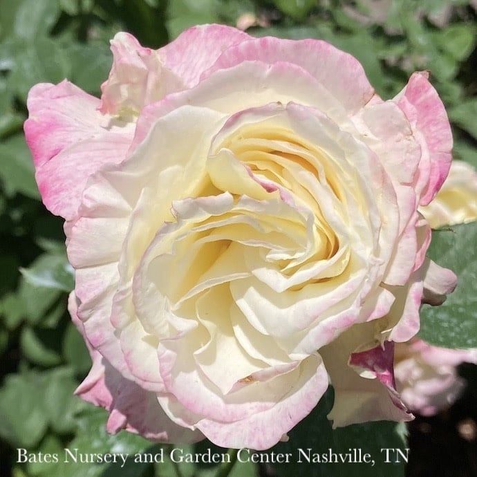 Topiary Patio Tree #5 36&quot; Rosa Double Delight/ Red and Cream Hybrid Tea Rose - No Warranty