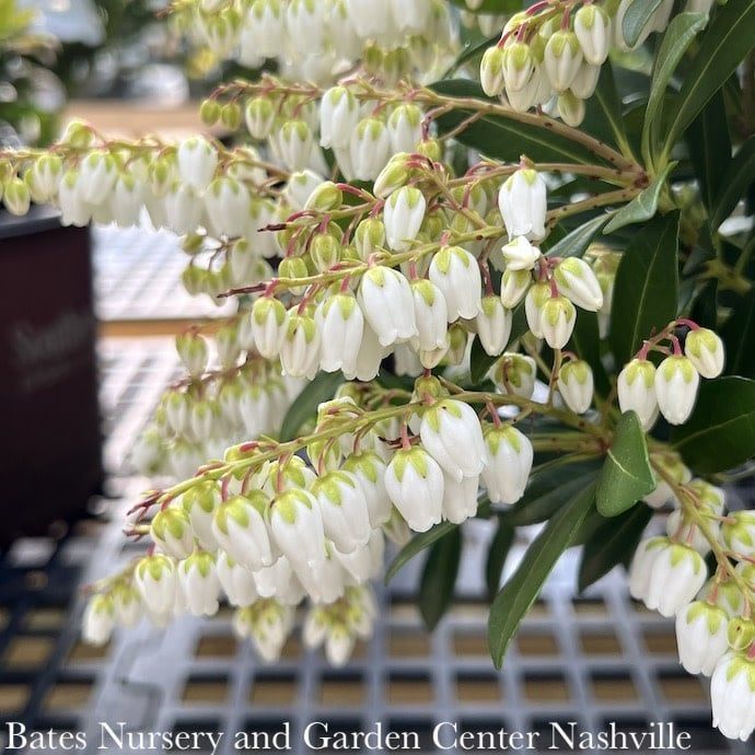 #3 Pieris japonica Mountain Snow/ White