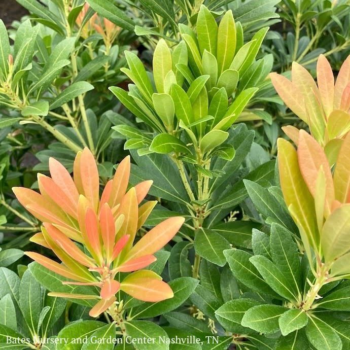 #3 Pieris japonica Mountain Snow/ White