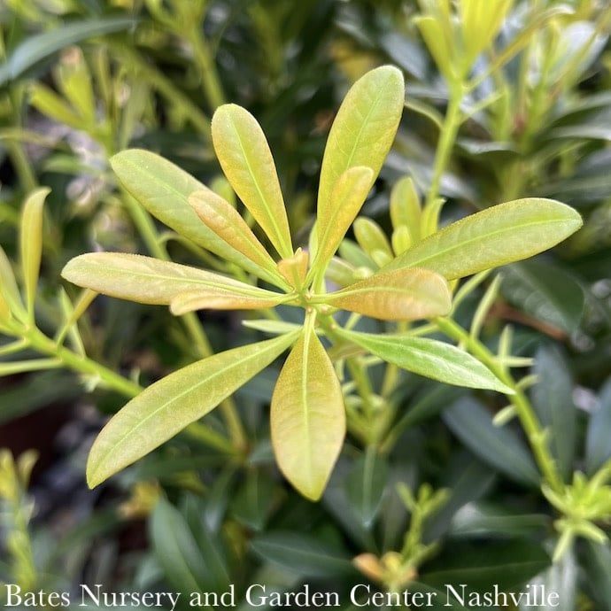 #3 Pieris japonica Mountain Snow/ White