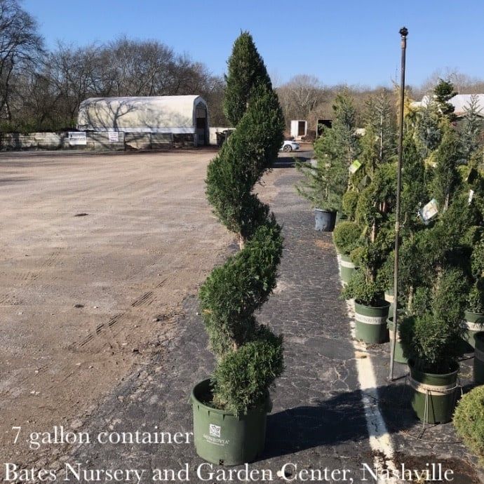 Topiary Spiral #10 SP Juniperus chin Spartan/ Upright Chinese Juniper