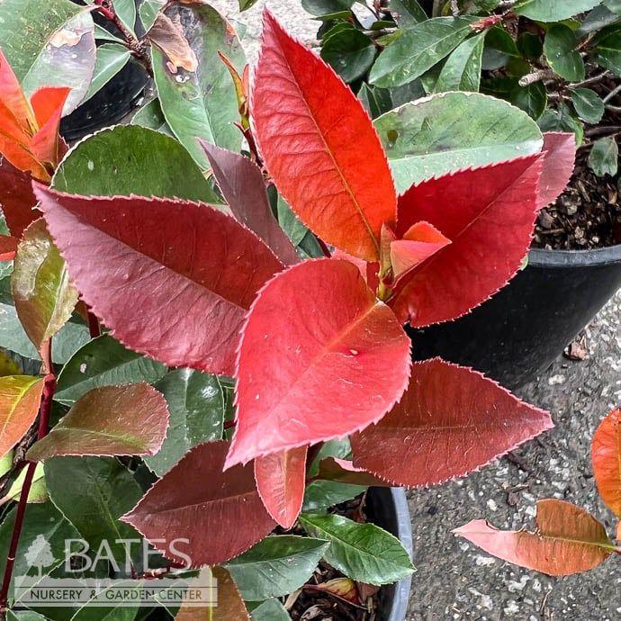 #3 Photinia x fraseri/ Fraser&#39;s Red Tip