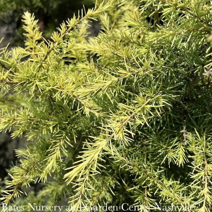 Topiary Patio Tree #5 Cedrus deo Feelin&#39; Sunny/ Deodar Cedar