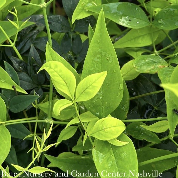 #3 Nandina dom SL Lemon Lime/ Heavenly Bamboo