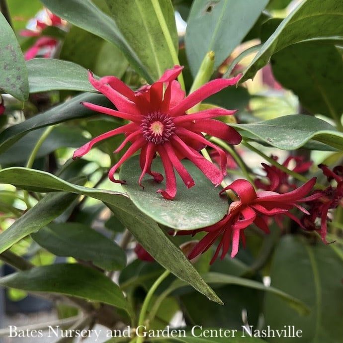 #3 Illicium flor SL Miss Scarlett/ Flowering Anise Native (R)