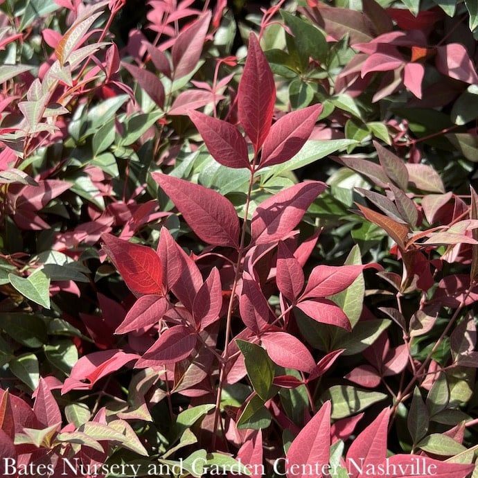 #2 Nandina dom SL Obsession/ Compact Heavenly Bamboo