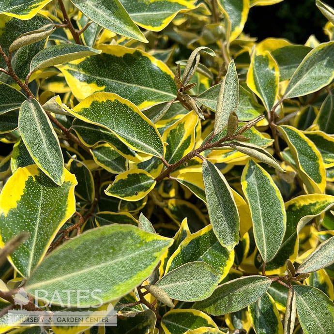 #5 Elaeagnus x ebb Gilt Edge/ Variegated Silverberry