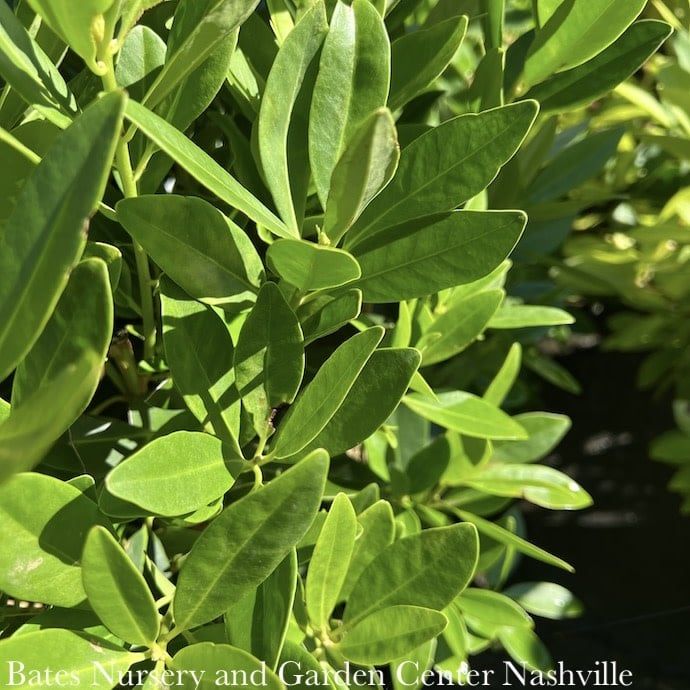 #3 Illicium parviflorum/ Yellow Anise Native (R)