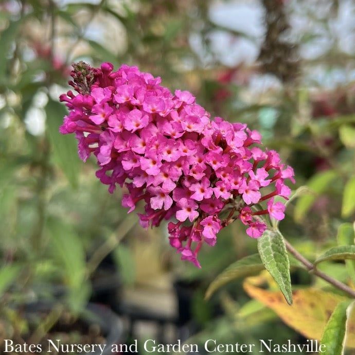 #1 Buddleia dav Buzz &#39;Hot Raspberry&#39;/ Butterfly Bush
