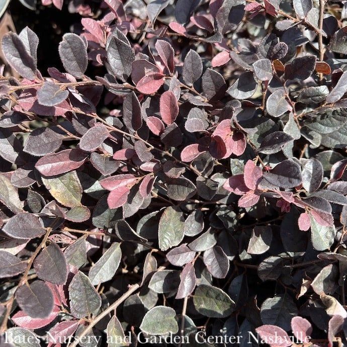#3 Loropetalum chin SL Purple Diamond/ Fringeflower - No Warranty