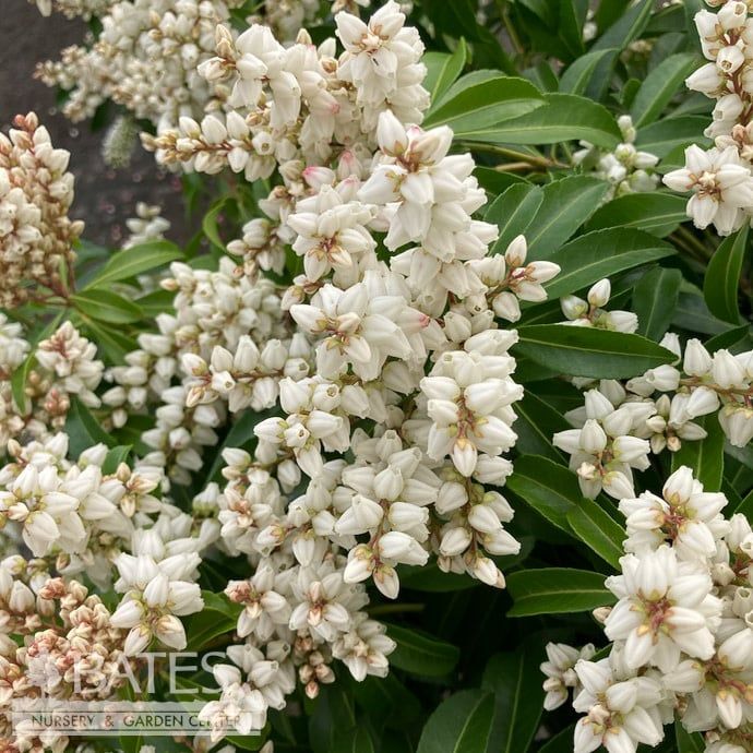 #5 Pieris japonica Enchanted Forest &#39;River Nymph&#39;/ White