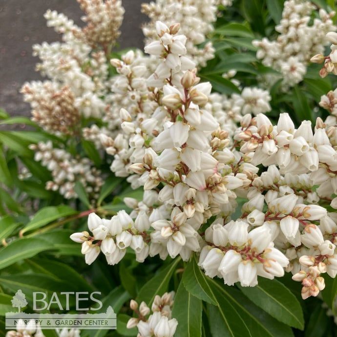 #5 Pieris japonica Enchanted Forest &#39;River Nymph&#39;/ White