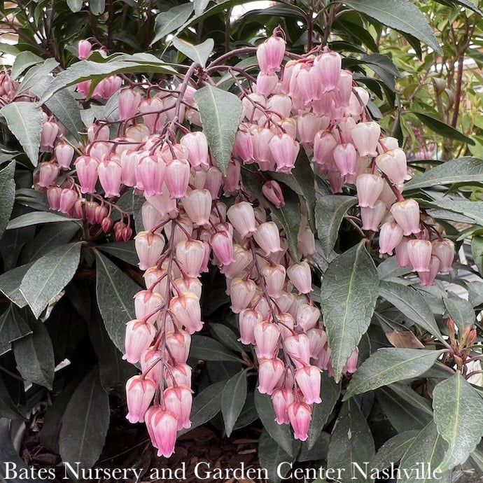 #3 Pieris japonica Katsura/ Pink