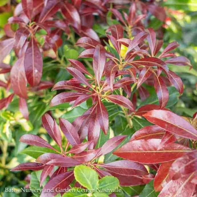 #3 Pieris japonica Katsura/ Pink