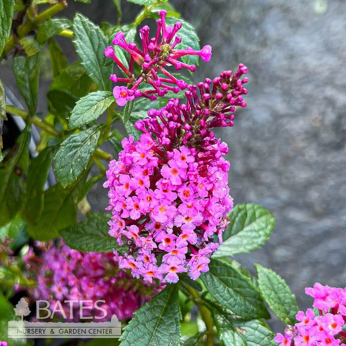 #3 Buddleia x Chrysalis &#39;Pink&#39;/Butterfly Bush