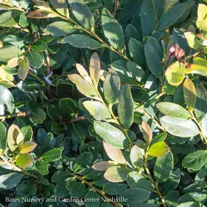 #3 Distylium x FE Coppertone -  No Warranty