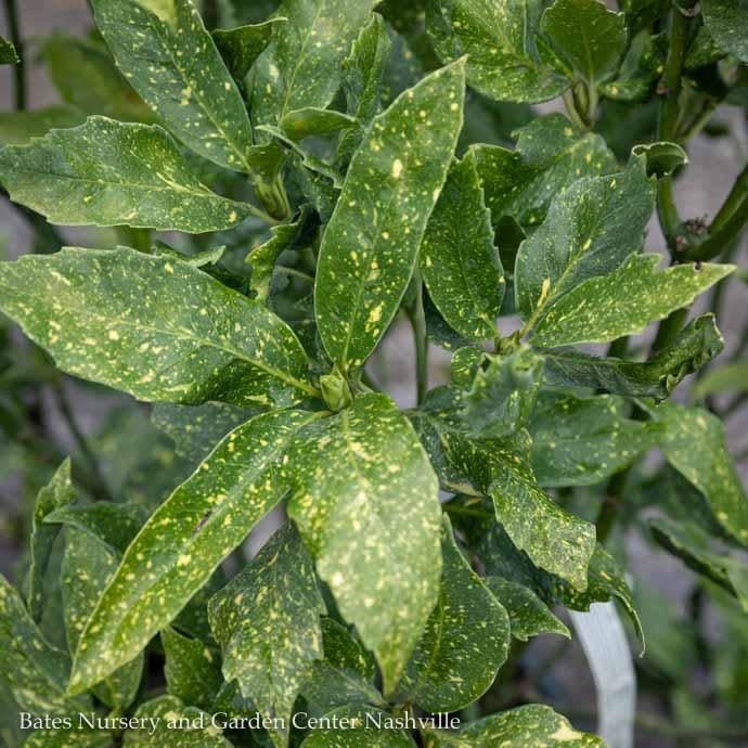#1 Aucuba japonica Variegata &#39;Gold Dust&#39;/ Variegated Female