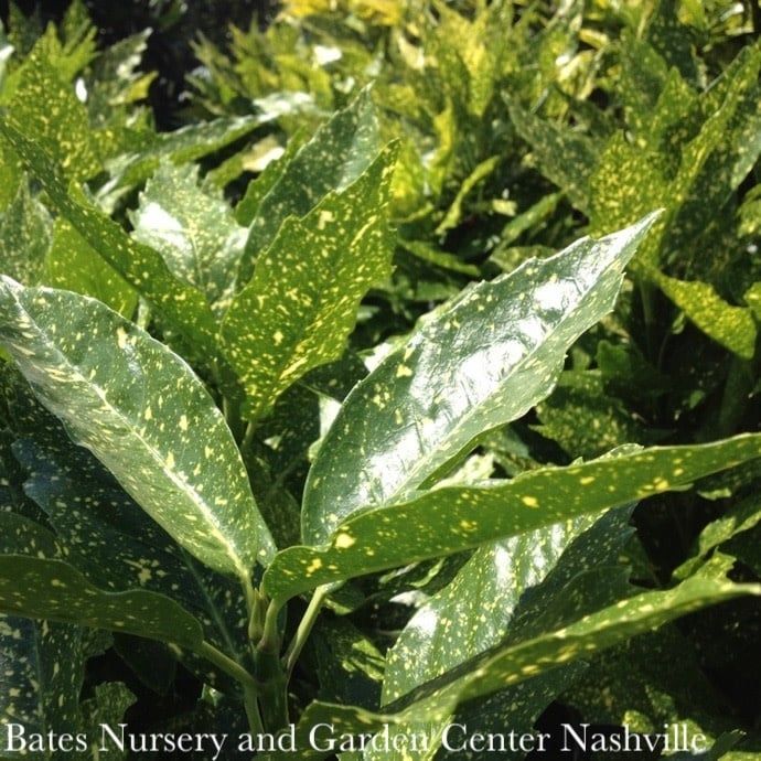 #1 Aucuba japonica Variegata &#39;Gold Dust&#39;/ Variegated Female