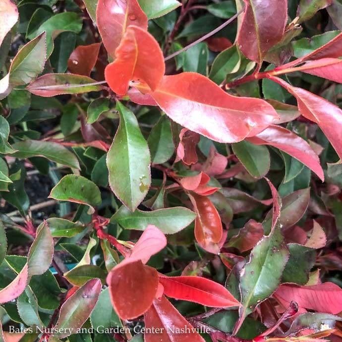 #2 Photinia glabra Dynamo Red/ Red Tip