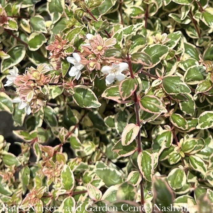 #2 Abelia x grand Magic Daydream/ Variegated