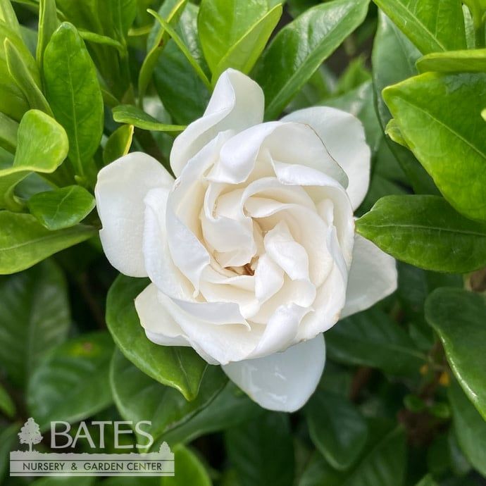 #3 Gardenia jas Chuck Hayes/ Hardy - No Warranty