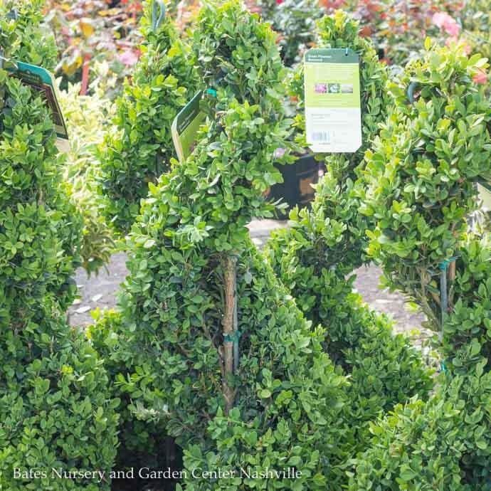 Topiary Spiral #5 Buxus x Green Mountain/ Boxwood