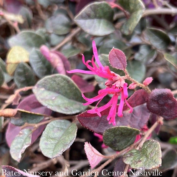 #3 Loropetalum chin FE Crimson Fire/ Fringeflower - No Warranty