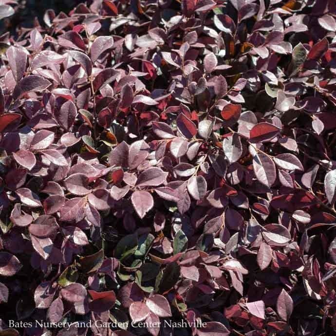#3 Loropetalum chin FE Crimson Fire/ Fringeflower - No Warranty