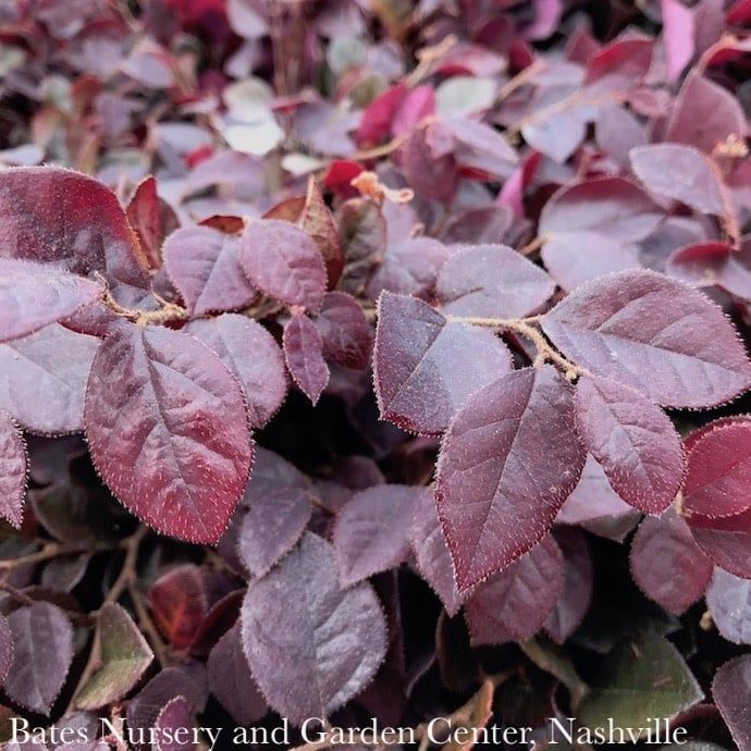#3 Loropetalum chin FE Crimson Fire/ Fringeflower - No Warranty