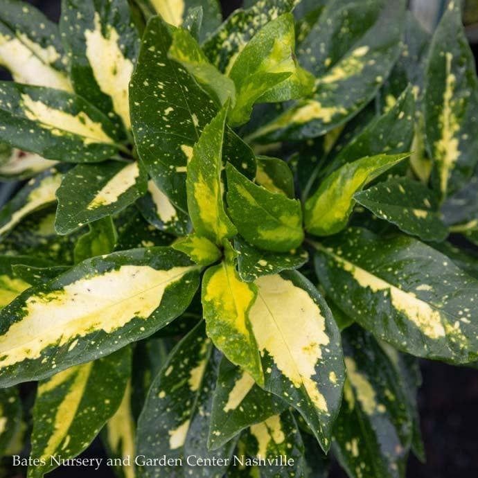 #2 Aucuba japonica Picturata/ Variegated (Female)