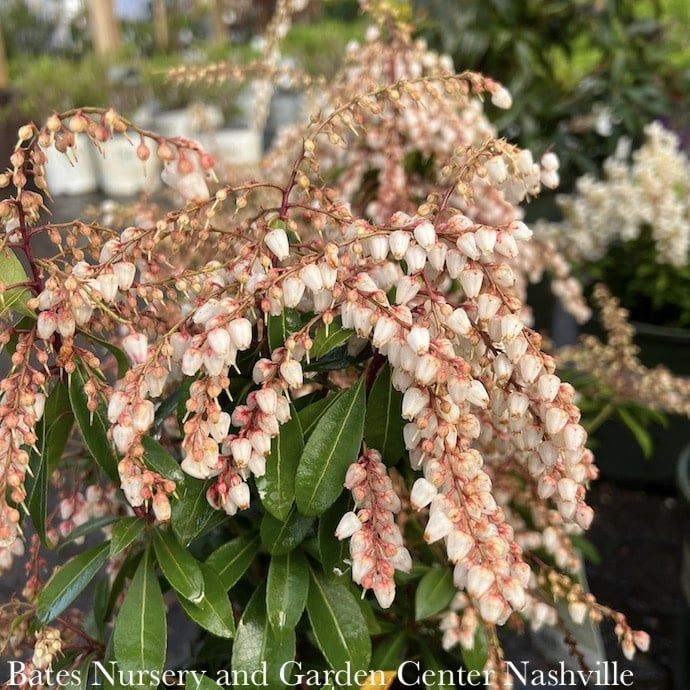 #2 Pieris japonica Enchanted Forest &#39;Sunsprite&#39;/ White