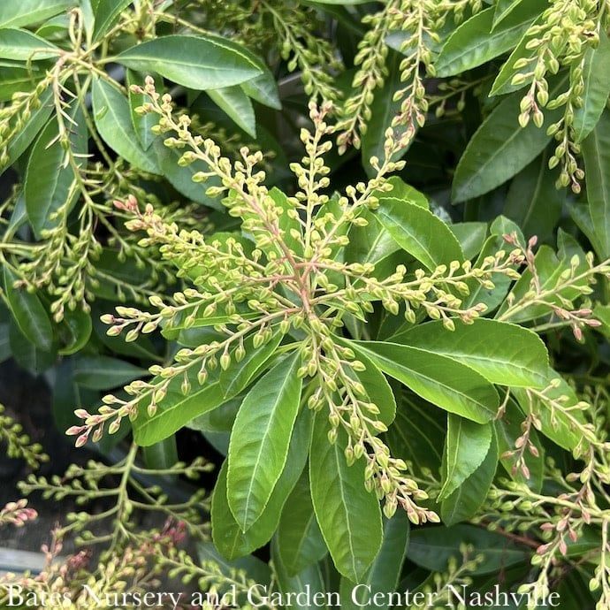 #2 Pieris japonica Enchanted Forest &#39;Sunsprite&#39;/ White