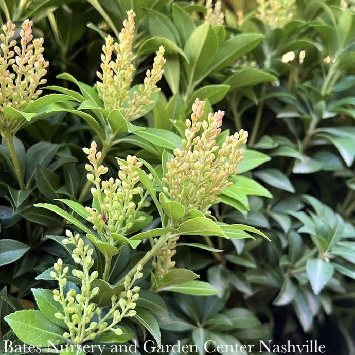 #2 Pieris japonica Tiki/ White