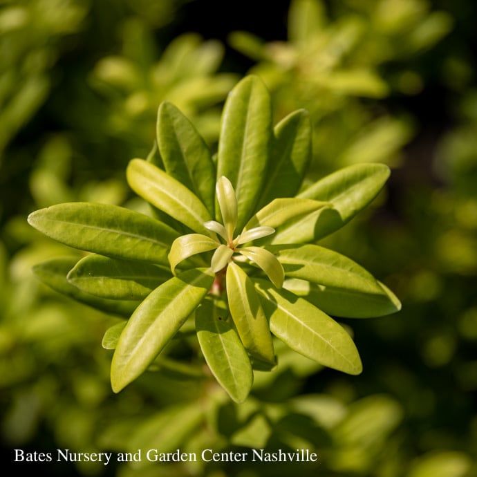 #3 Illicium parv SL Florida Sunshine/ Yellow Anise Native (R)