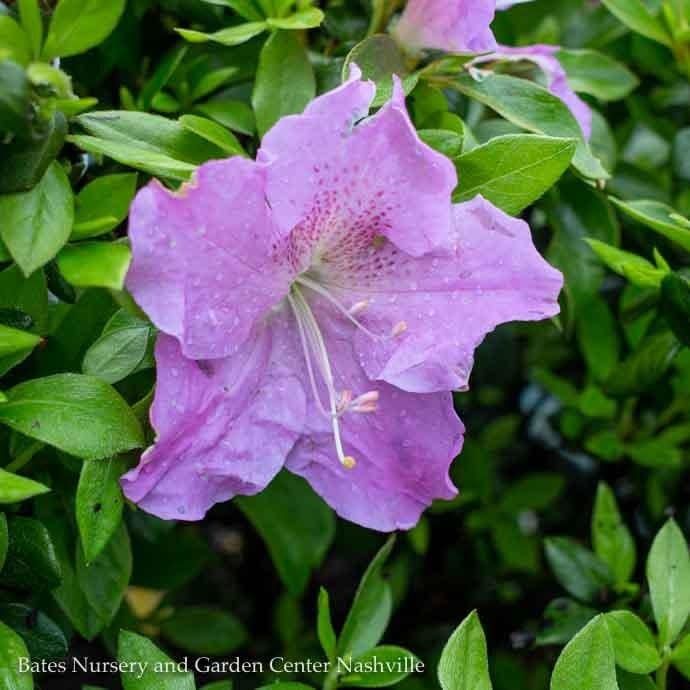 #3 Azalea x Encore Autumn Lilac/ Repeat Purple Dwarf