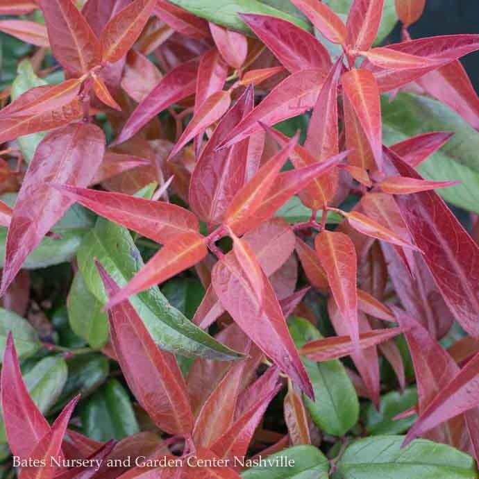 #3 Leucothoe fontanesiana Scarletta/ Drooping Native (TN)