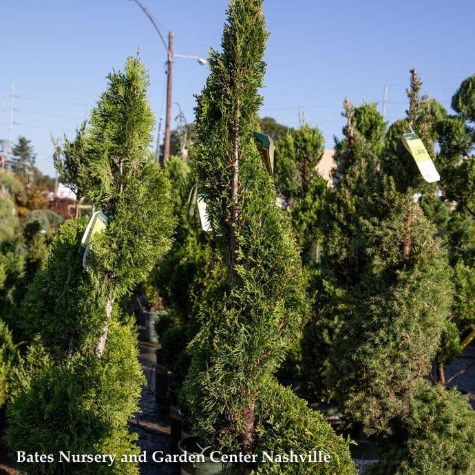 Topiary Spiral #5 Thuja occ Smaragd &#39;Emerald Green&#39;/ Columnar Arborvitae