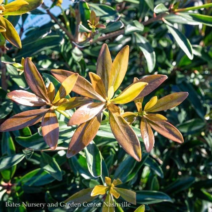 #3 Cleyera japonica SL Bronze Beauty/ Ternstroemia