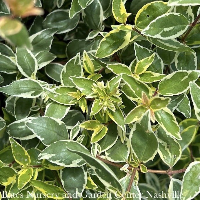 #3 Abelia x grand Suntastic &#39;Radiance&#39;/ Variegated