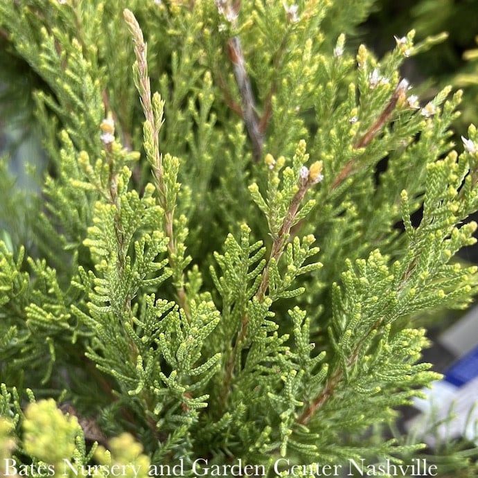 Topiary #2 SP Juniperus chin Mint Julep/ Chinese Juniper Spiral