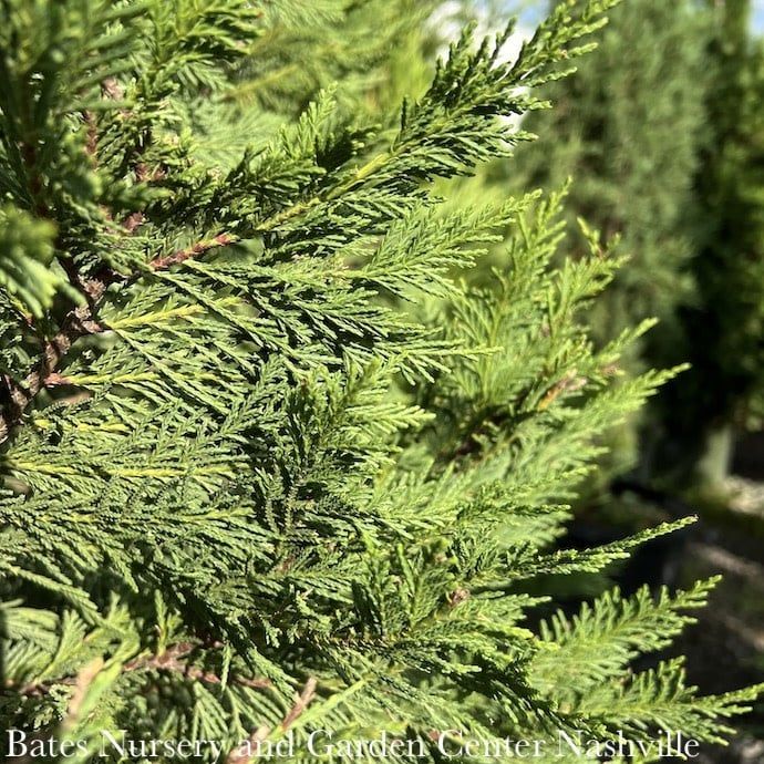 #7 Cupressocyparis x leylandii/ Leyland  Cypress